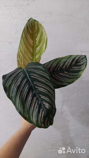 Калатея,бегония,фикус, стрелиция, пеперомия