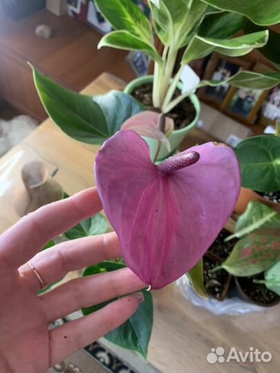 Комнатные цветы антуриум