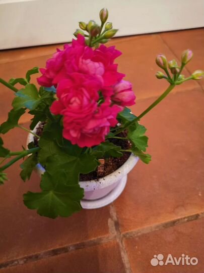 Пеларгония коллекционная