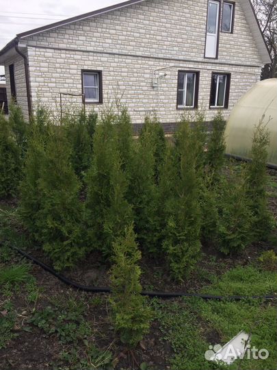 Туя разных рамеров