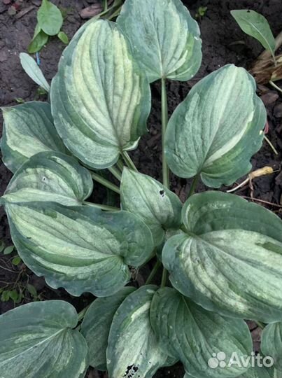 Папирус, хосты, нимфеи, все для сада и водоема