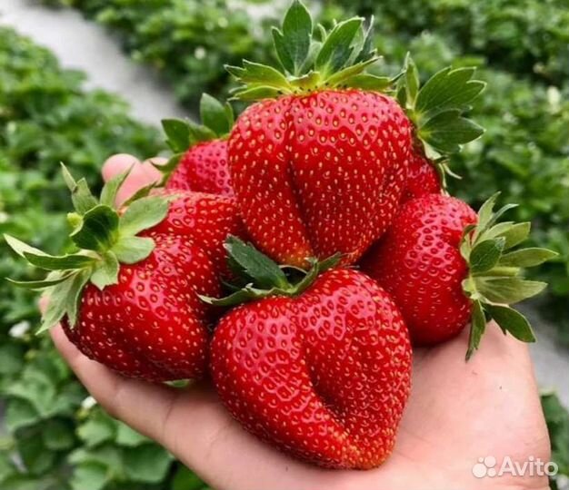 Рассада клубники