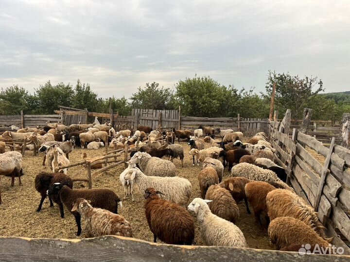 Овцы бараны