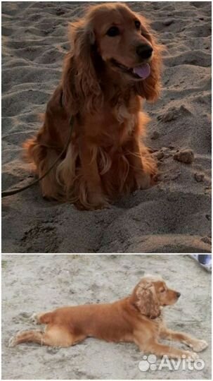 Кокер спаниель