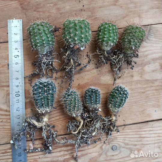 Кактусы коллекционные,микс