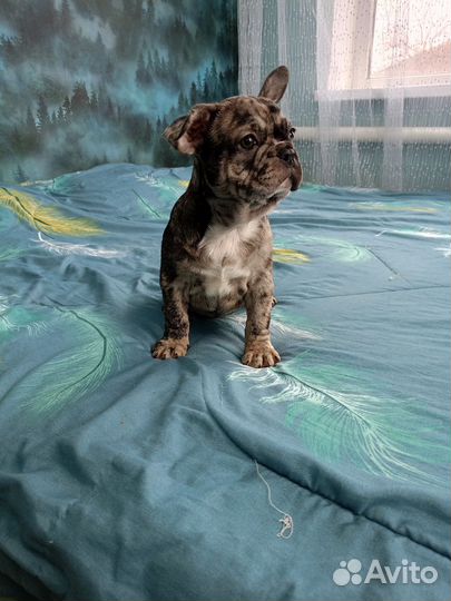 Французский бульдог