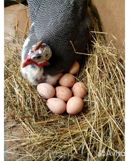 Яйцо цесарки