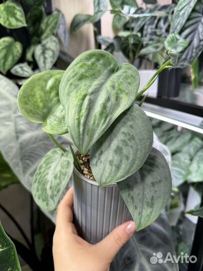 Сциндапсус тату