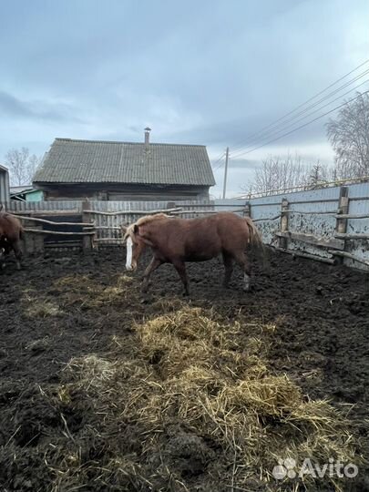 Продажа лошадей