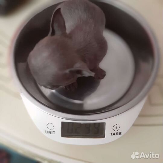 Микро девочка голубого окраса