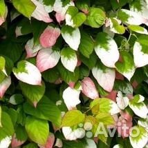 Актинидия коломикта