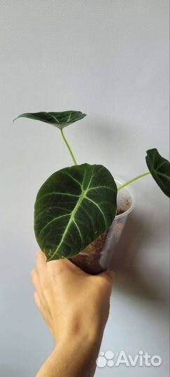 Alocasia 