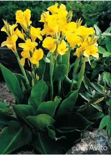 Канны жёлтые