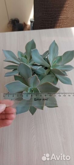 Суккулент, толстянка, эхеверия