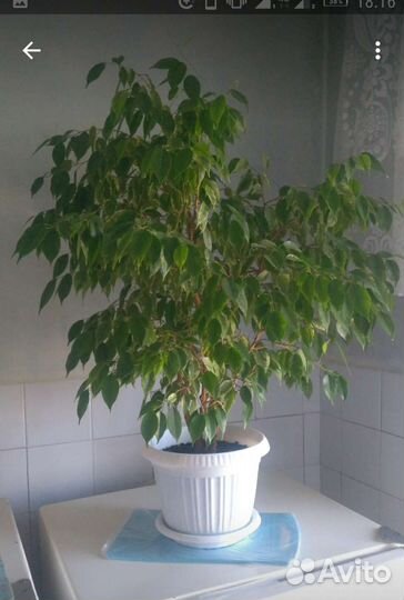 Комнатное расстение