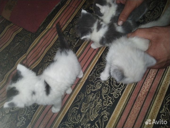 Котята в добрые руки