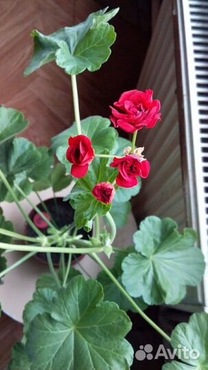 Толстянка,герань