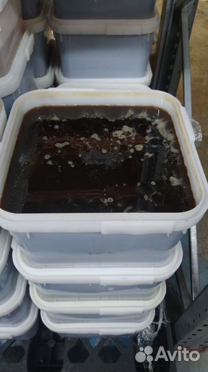 Мёд горный качка 2023 год