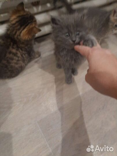 Кошка в дар