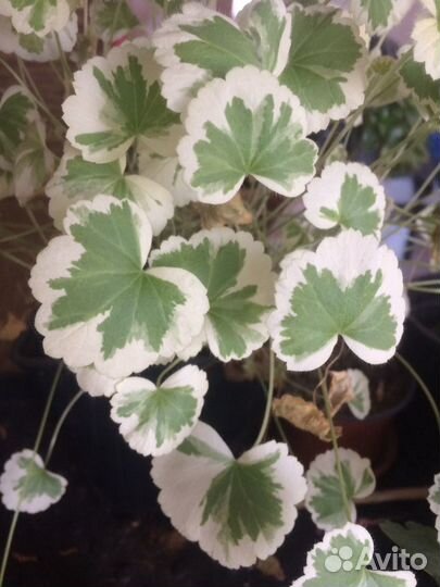 Домашние растения