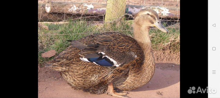 Утки Руанские