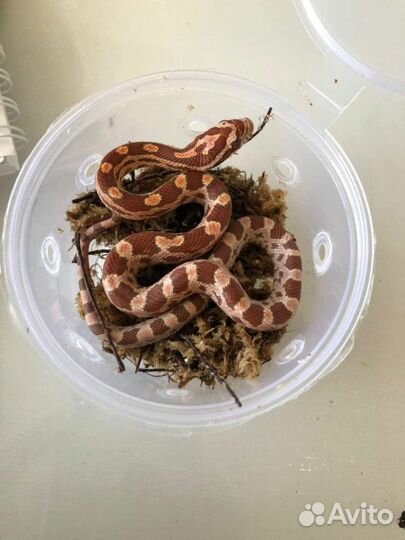 Змея Маисовый Полоз