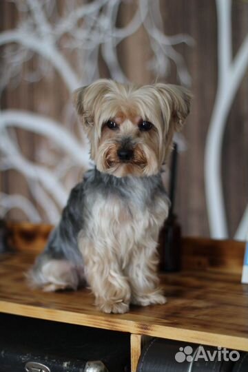 Йоркширский терьер вязка кобель