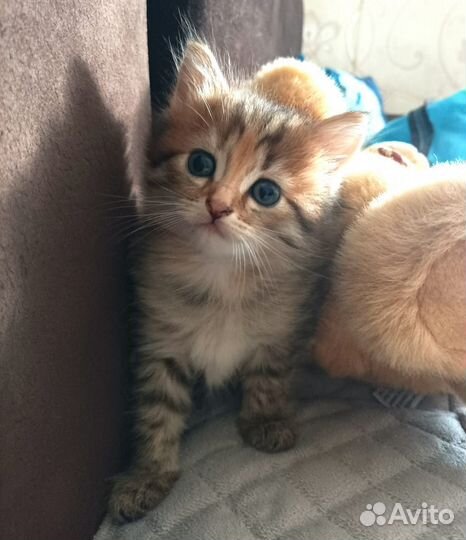 Шотландская девочка