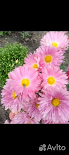 Хризантема корейская