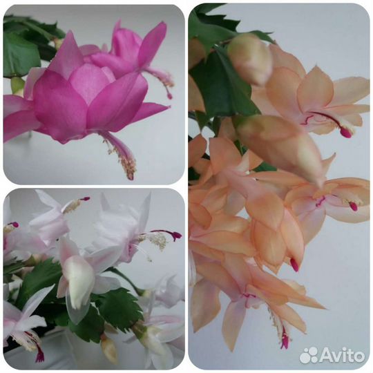 Шлюмбергера сортовая. Шикарный Розовый, Белый, Беж