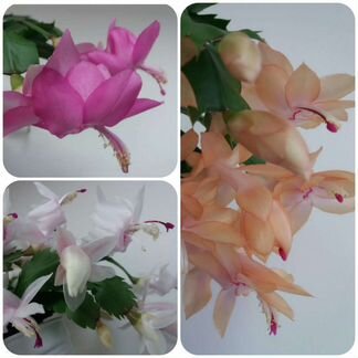 Шлюмбергера сортовая. Шикарный Розовый, Белый, Беж