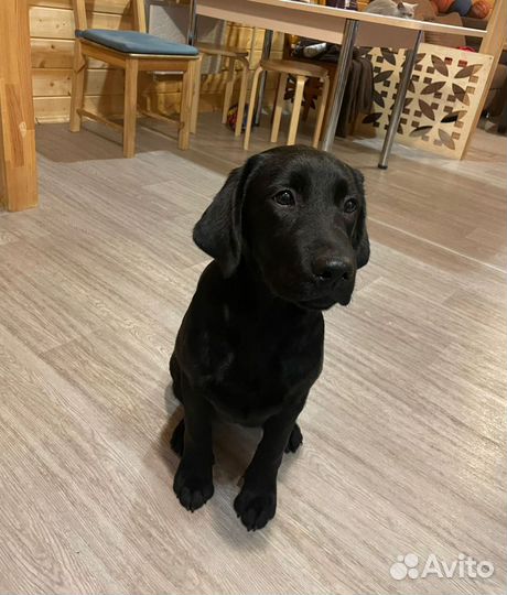 Лабрадор черная девочка