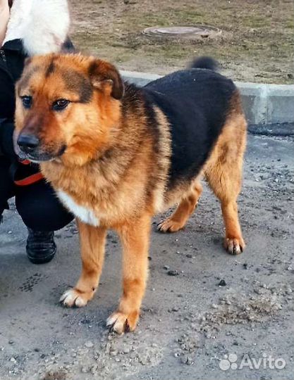Собака в добрые руки