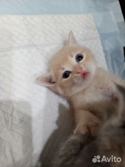 Британские котята