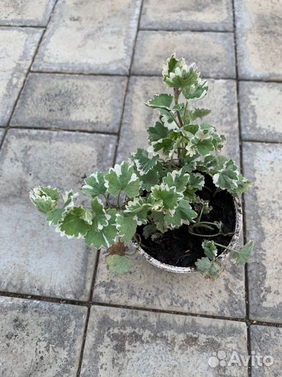 Почвопокровные многолетники