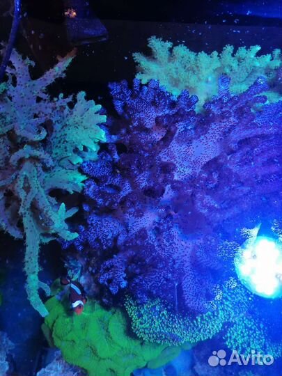 Морской аккариум ораллы
