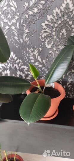 Фикус каучуконосный