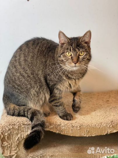 Метис мейкуна в дар