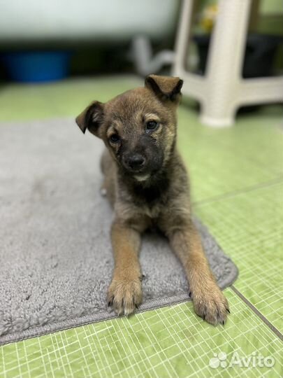 Ищем хозяина