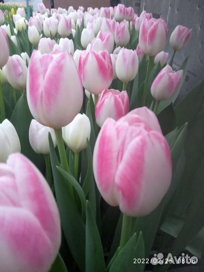 Тюльпаны к 8 марта оптом