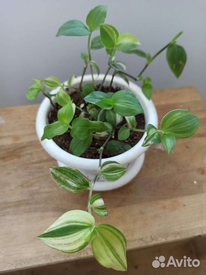 Традесканции