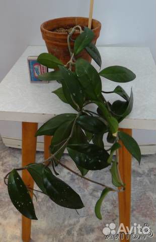 Хойя карноза