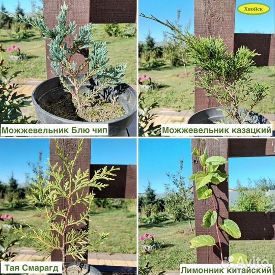 Хвойные. Можжевельники, туя, лимонник