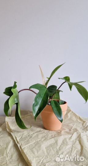 Филодендрон Флорида Грин Бьюти Philodendron Florid