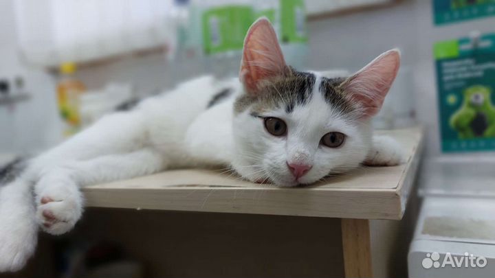 Самый ласковый на свете