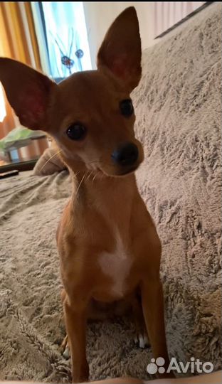 Вязка той-терьер девочка