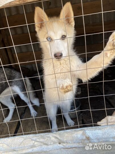 Собака в добрые руки.Девочка