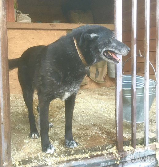 У Лолы депрессия в приюте. Спасите