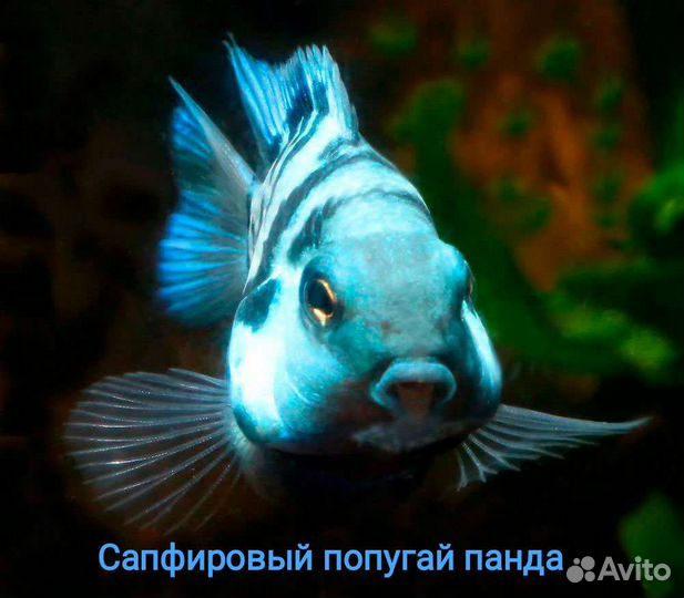 Аквариумные рыбки большие читайте описание