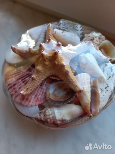 Декоративный набор ракушки